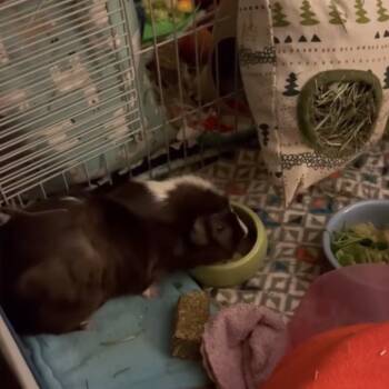 Rescue Guinea Pig Guinea Pigs for Adoption in Las Vegas, Nevada - Oreo | PetCurious